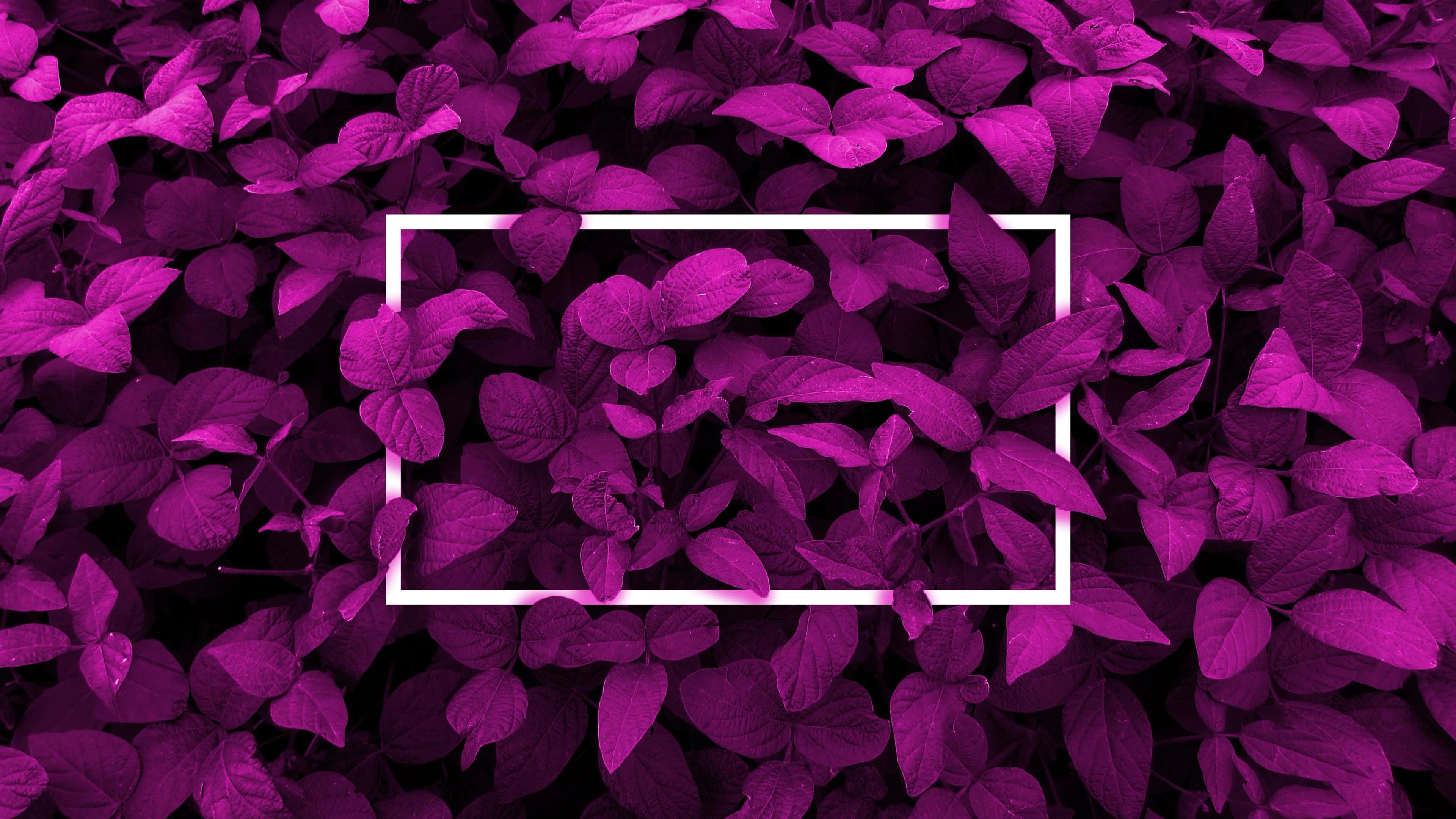 Violet Background